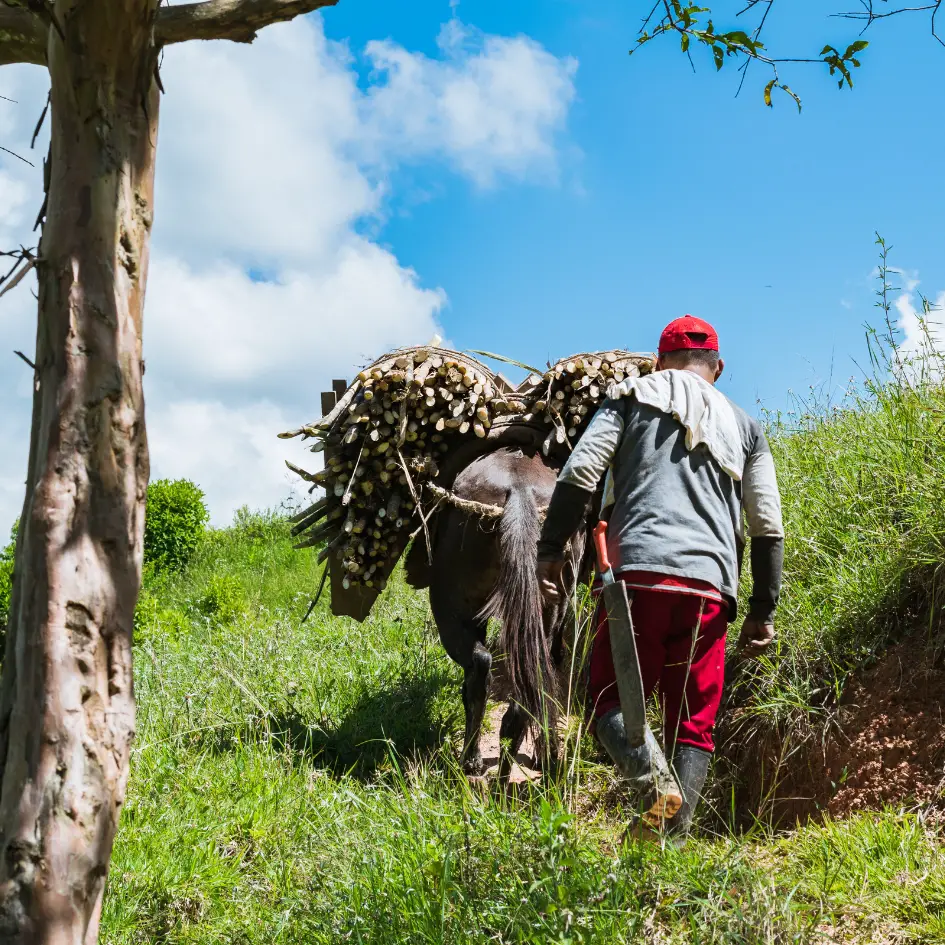 Las Reformas Agrarias En Colombia Calendario Colombia