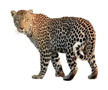 Día Internacional del Leopardo Árabe