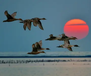 Día Mundial de las Aves Migratorias (PNUMA)