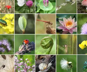 Colombian Biodiversity 