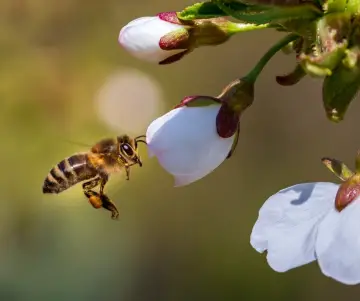 Polinizadores: La Importancia de estos insectos en la naturaleza