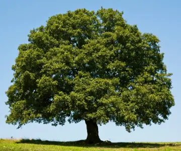 ¿Por qué es tan importante el día del árbol? - Perú