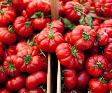 ¿Cómo se celebra La Tomatina en Buñol?