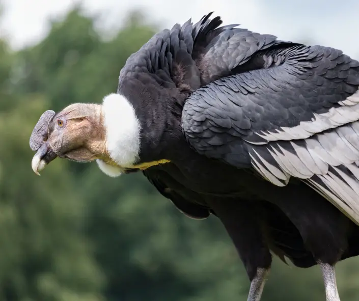 The Andean condor: National animal of Colombia | Calendario Colombia