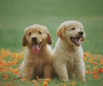 Día Mundial del Perro en Perú